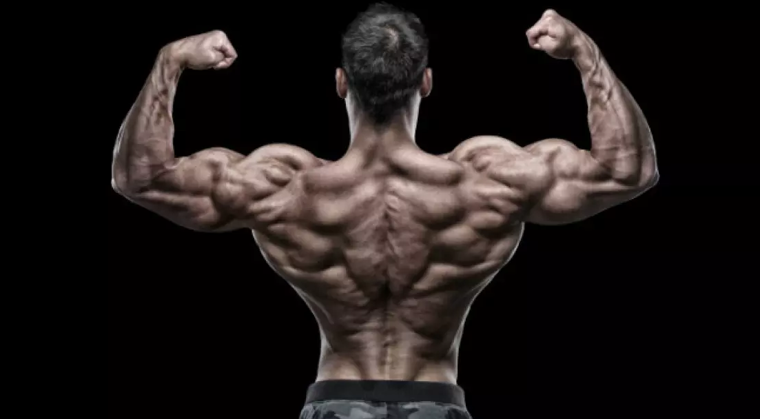 Bodybuilder back muscles